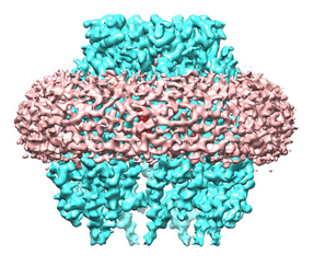 EMDB_EMPIAR's tweet photo. https://t.co/PCXIetJNRe and https://t.co/RUTDMAfLWX reveal the secret molecular mechanism of human pannexin-1 published @scisignal (https://t.co/hmdCOufhXJ) by the Oshima lab @NagoyaUniv. #EMDB_EMPIAR #CryoEM #AllThingsChannels #FromJapanWithLove #PoresAreNotJustHoles https://t.co/ltVApKIsEu