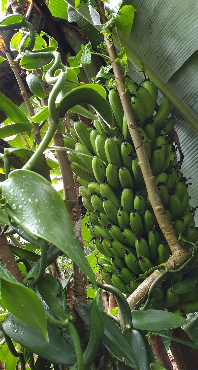 ViAgroforestry's tweet photo. #WednesdayMotivation Vanilla-banana agroforestry intercropping #viagroforestrytz #KilimoMseto #Agroforestry #FoodSecurity 
Photo Kent Larsson https://t.co/mTyAhKXklt