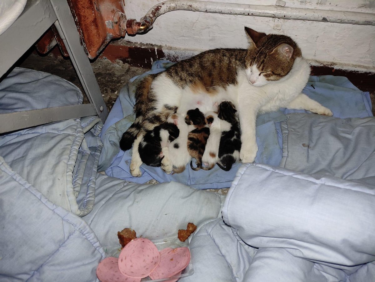 Minik minik tatlı kedicikler. Bir hafta boyunca besliyorum anneleri alıştı artık bana yavrulara dokununca bişey demiyor. Çok aşırı tatlılar