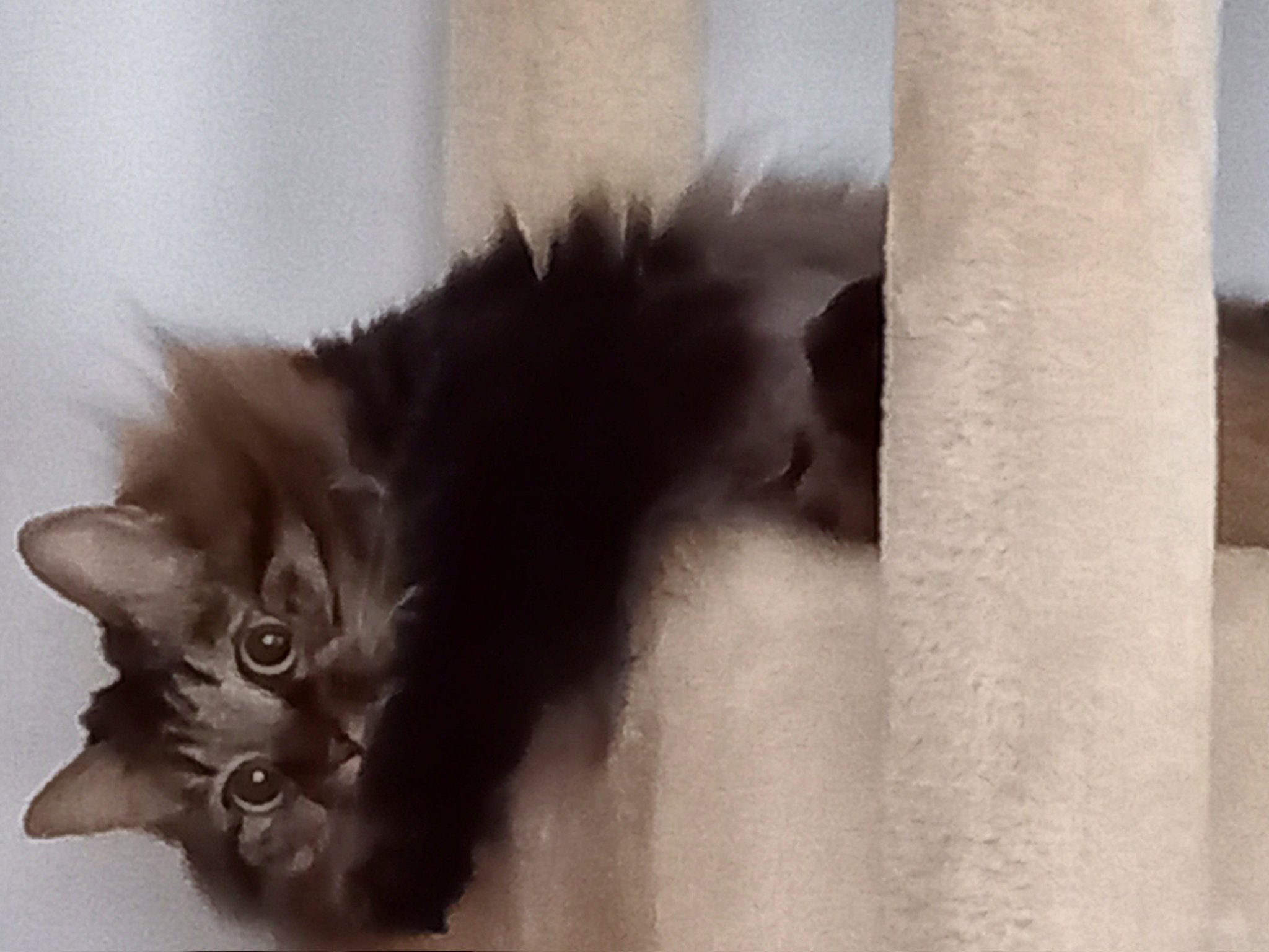 姫ちゃん なんか可愛い 猫との暮らし 猫好きさんと繋がりたい もふもふ 可愛い 美人 肉きゅう 猫の 癒し 猫大好き Cat ふわふわ T Co Df9wznsy0d Twitter