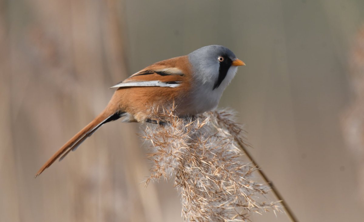 Bearded tits are enigmatic reedbed denizens &amp; although tricky to find they can be quite fearless @ #RSPBRainham 
Mark Vale got some lovely shots last week including this moustachioed male <a href="/EssexFieldClub/">Essex Field Club</a> <a href="/RSPBEngland/">RSPB England</a> <a href="/EBwSTweets/">Essex Birdwatching Society</a> <a href="/LondonBirdClub/">London Bird Club</a>