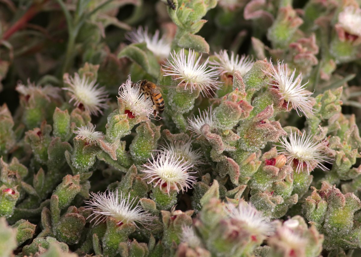 Falko_BirdLifeM's tweet photo. This weekend we're heading out for a wildflower walk along the coast, from Pembroke to Baħar iċ-Ċagħaq. We'll be looking out for orchids &amp; other wildflowers within the garrigue landscape, practising our flower-identification skills. Book your place here: https://t.co/bEn4vZ9GmO. https://t.co/xrK7xRKU4W