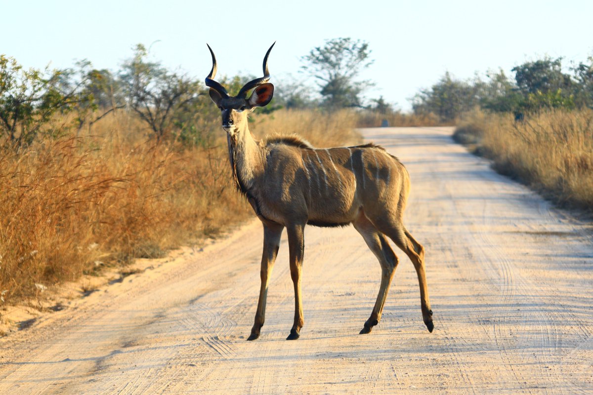 JourneyHeroApp's tweet photo. #KrugerPark is the ideal spot for experiencing safari in comfort while still seeing the βBig Fiveβ all in one day! π π¦ π¦ π― #makeitpossible
Read more here: https://t.co/UVlhel1l7J
#travelblog #safariblog #travelSA #travelapp #JourneyHeroApp https://t.co/6wkRqHjT4f