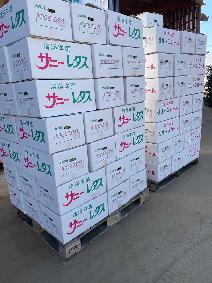 تويتر グリーンカール بحث تويتر