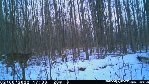 novacreature's tweet photo. Still holding on to antlers #deer #whyisspypoint @SpypointCamera
From my SPYPOINT Link Device https://t.co/6bHN7Plbfq