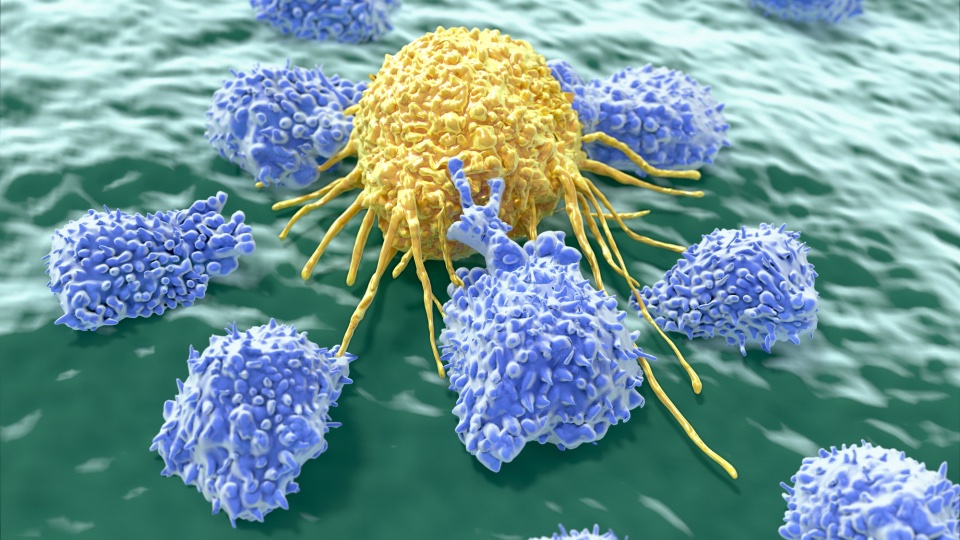 Lund University (@lunduniversity) on Twitter photo Metabolism found to regulate production of killer cells: bit.ly/3JcE9PU #Immunotherapy #Cancer #stemcell <a href="/emboreports/">EMBO Reports</a> Metabolism found to regulate production of killer cells: bit.ly/3JcE9PU #Immunotherapy #Cancer #stemcell <a href="/emboreports/">EMBO Reports</a>