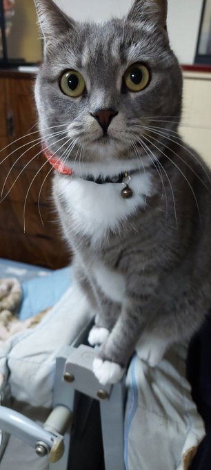 帰宅!モフらせてもらうよ 