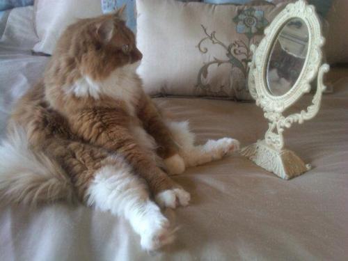 ServerlessC's tweet photo. Enjoy this cat picture! By @mavi888uy playing with #NoServerNovember https://t.co/bJ74nxLFIQ