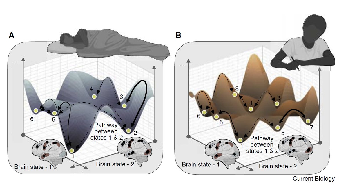 Excellent commentary by <a href="/EvelynMRLake/">Evelyn</a> of our recent investigation of fMRI dynamics in conscious mice 
Commentary➡️Consciousness: Mapping the awake mouse brain (tinyurl.com/hnj8am44)
Link to original article➡️tinyurl.com/2p8k83b4 <a href="/CurrentBiology/">Current Biology</a>