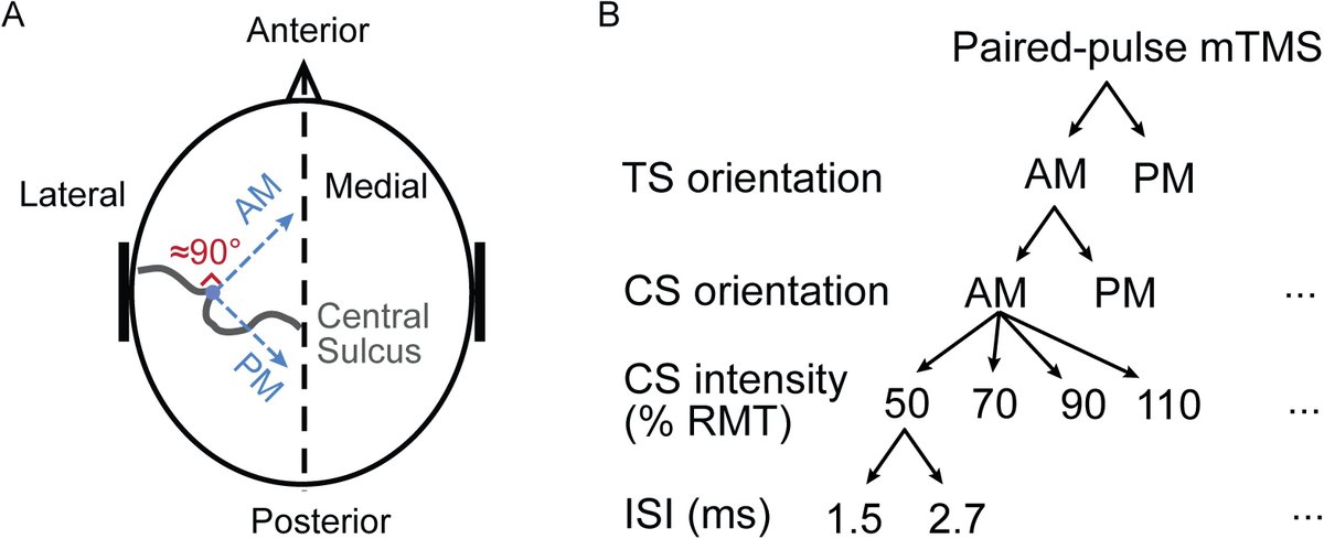 Effect of stimulus orientation and intensity on short-interval intracortical inhibition (SICI) and facilitation (SICF): A multi-channel transcranial magnetic stimulation study. doi.org/10.1371/journa…
