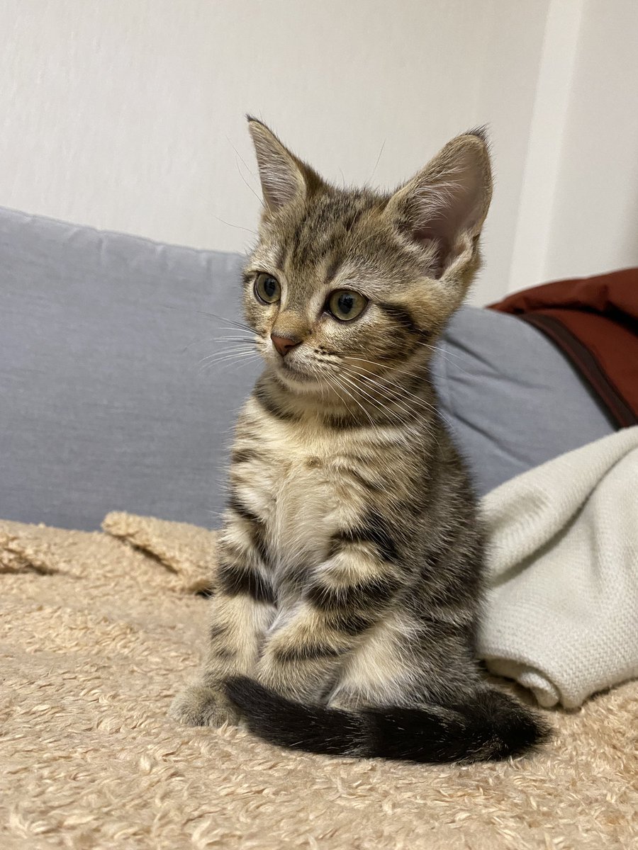 maclime_cat's tweet photo. みんなが座ってるソファに僕もすわるでち！🛋

#こねこ昔話 #キトン時代見せて #ネコ #kitton #CatsOfTwitter https://t.co/ok0QxHjdIs