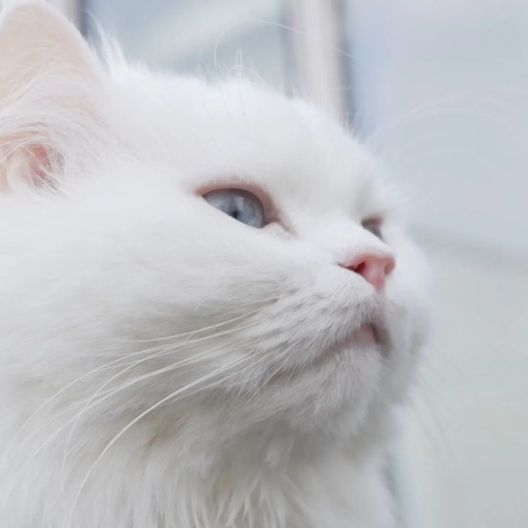 kittisaurus7's tweet photo. 봄냄새가 나나봐요.
오랜만에 산책을 나갔더니 냥이들도 신났어요!

#정원고양이 #코코 #루루박박박박 #안녕눈사람 #야옹섬 #크집사 https://t.co/2pOoHeJl2o