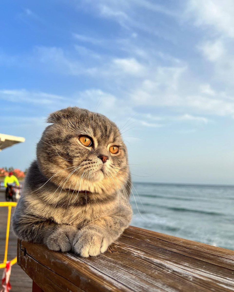 Just really need some salt water and sun right now. 🏖️

#repost <a href="/nala/">玲</a>.bahamas

#rockysuperdog #rockysuperdogadventures #rocky  #dogs #pets #catpower #wfhpets #dogsandpals #sweetkitten #thebest #cuteanimals #kittylove #instakitty #beachcat #beach #fun #travel