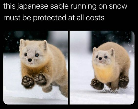 WholesomeMeme's tweet photo. https://t.co/leaBQ8EyZD