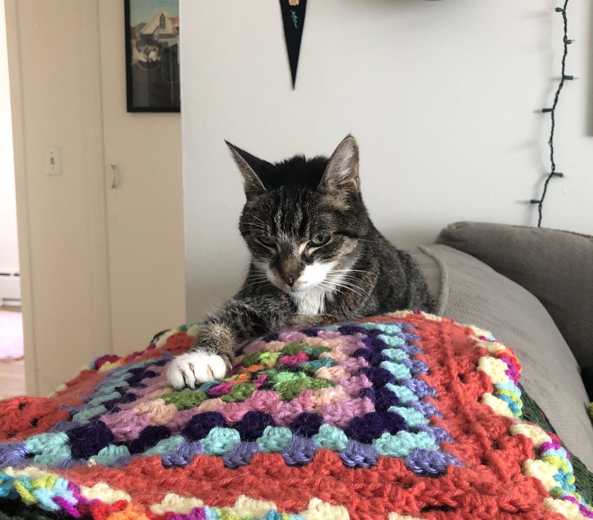 mattieokay's tweet photo. uh ok sure yea thatse fine, go ahed and pet stinky jorey instead of me. rite in front of my fase. defintly wont make you ragret it later for sure. wont hold a grudge abote it or anyething https://t.co/Jwroobhy0N