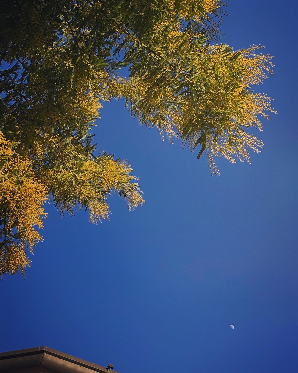 giannilav23's tweet photo. #whilst #mimosa #acaciadealbata #yellow #blue 

The most important part of teaching is to teach what it is to know.
Simone Weil https://t.co/CwBzw7YpLB