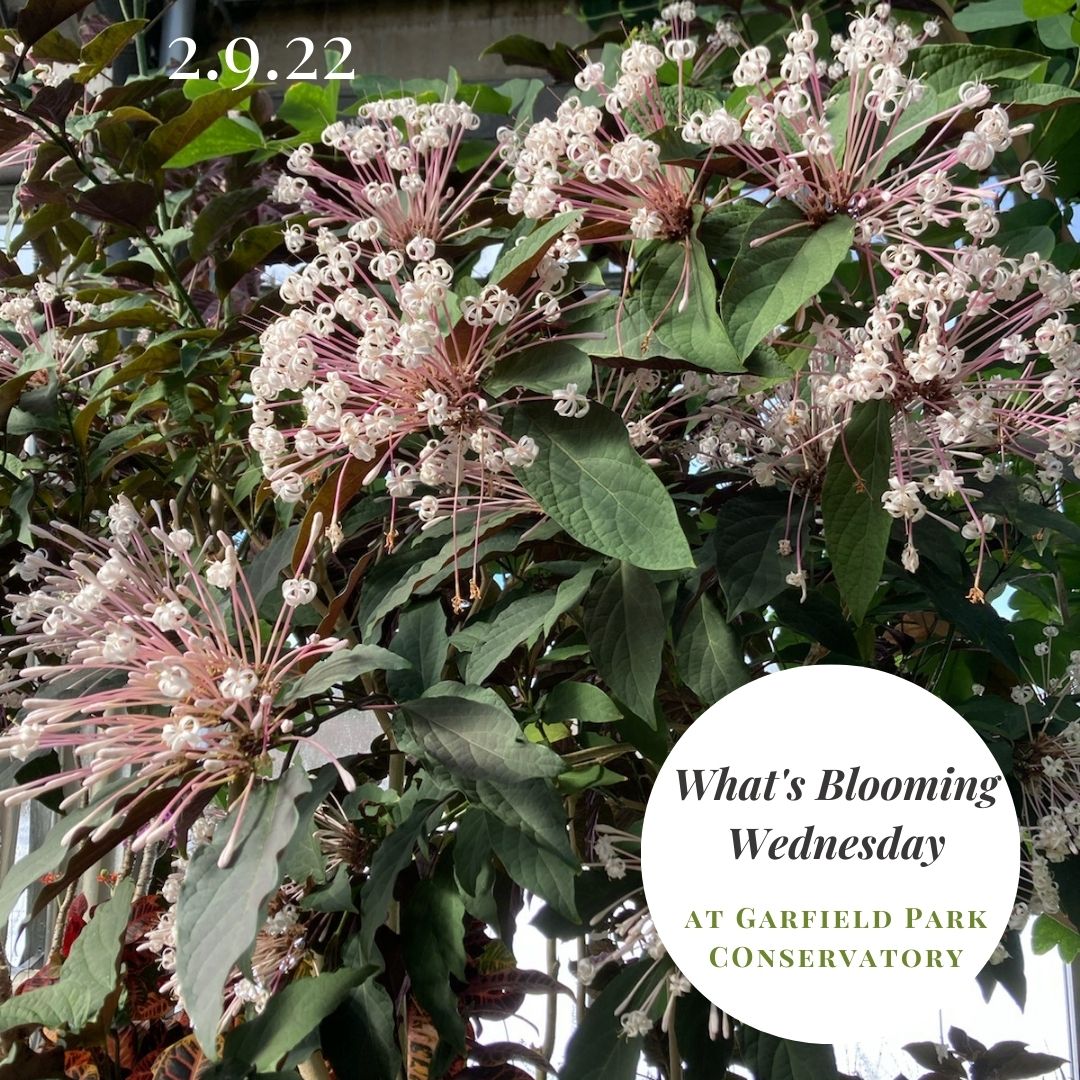 The Winter Starburst Clerodendron has been putting on quite the show for visitors over the past few weeks. We highly recommend stopping by to see for yourself! #whatsbloomingwednesday #gpblooms #garfieldparkindy