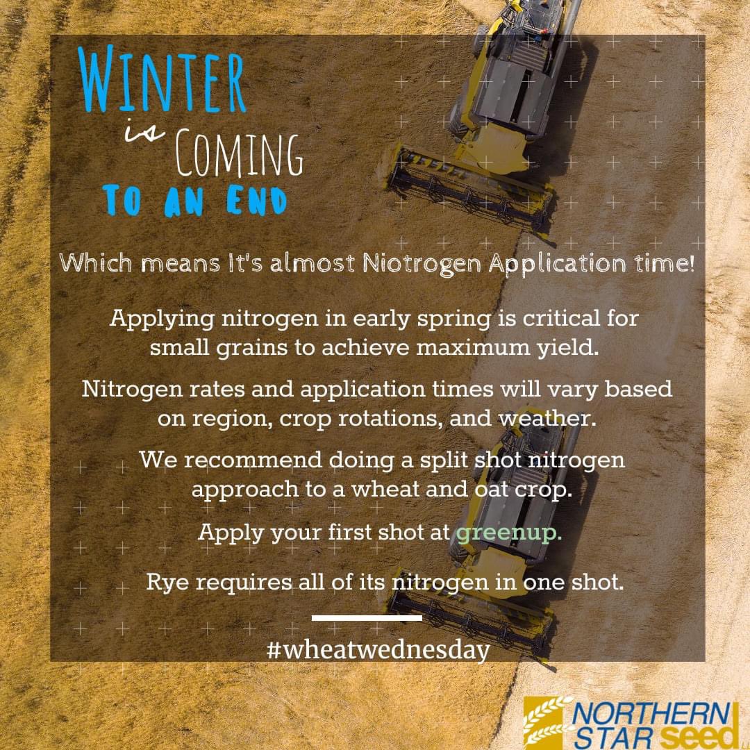 NorthernStarIS's tweet photo. 𝕎𝕚𝕟𝕥𝕖𝕣 𝑖𝑠 ᴀʟᴍᴏsᴛ ᴏᴠᴇʀ!

#wheatwednesday #smallgrains #nitrogenapplication https://t.co/8ZKOT1qSff