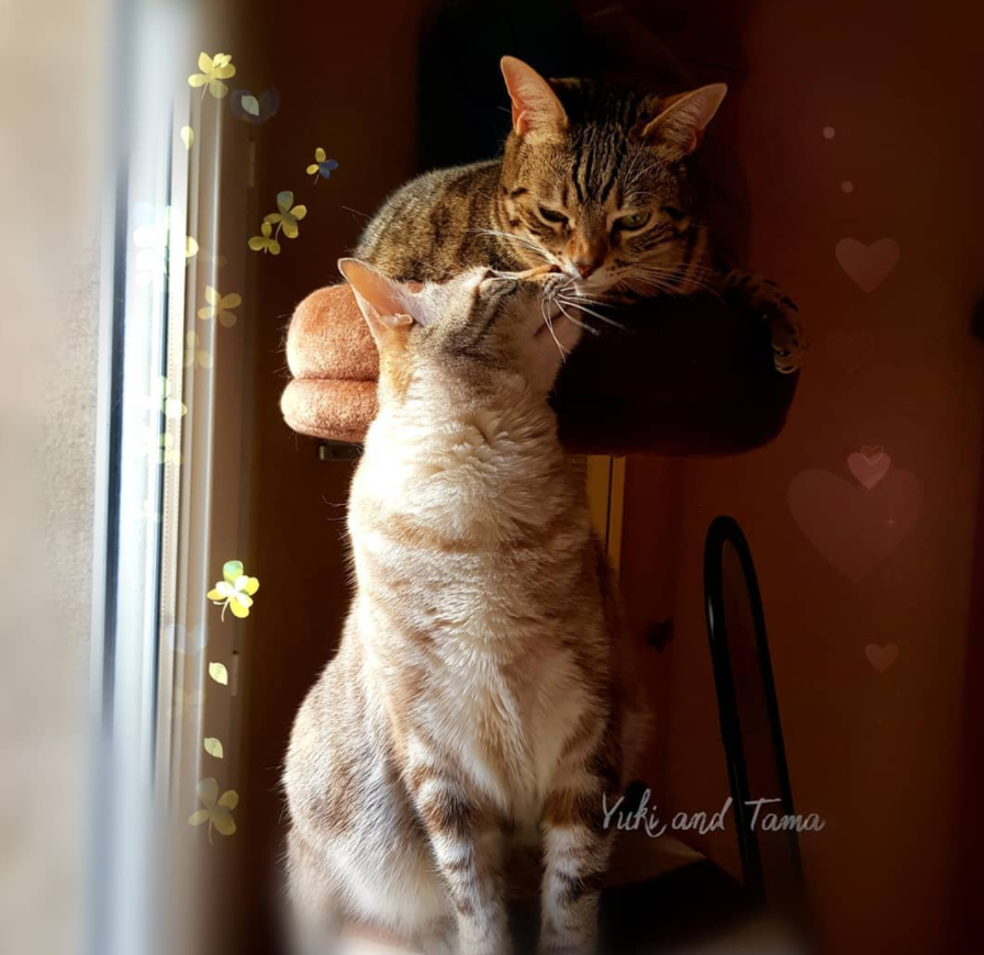SilverEyes_FR's tweet photo. @RSPCA_official Following from 🇫🇷, thank you for making them safe and cared for. Yuki and Tama send their love. https://t.co/Zx2No4ohUr