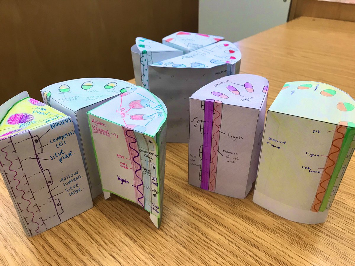 Brilliant work by our 5th year Biology classes, using a template by <a href="/Mikekav66/">Mike Kavanagh</a> to make paper models of plant stems! #LCBiology #ActiveLearning