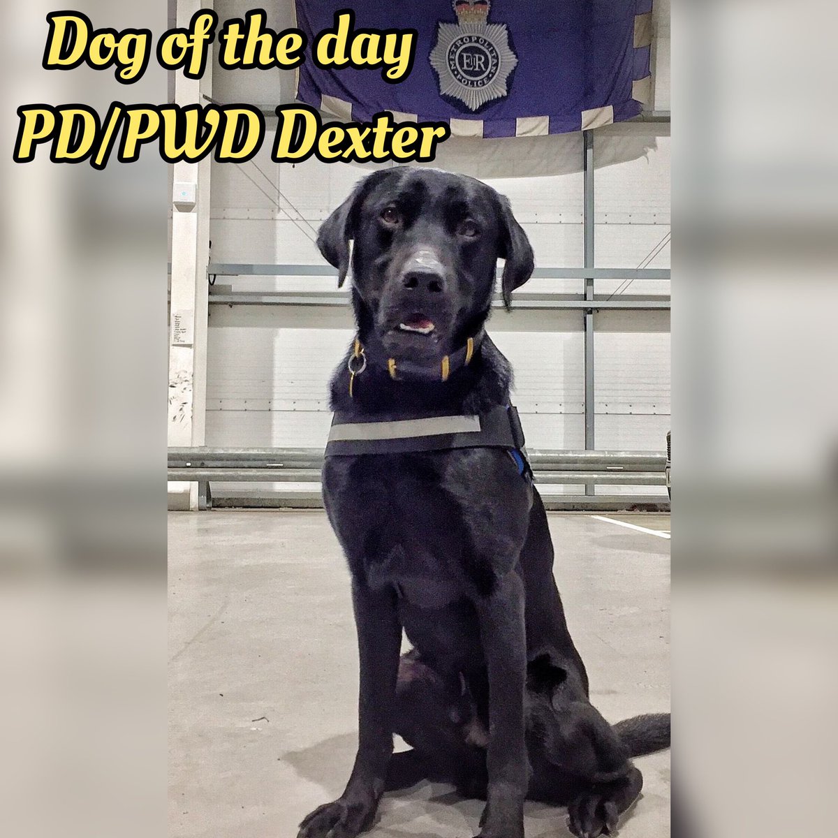 National K9 Memorial (@k9memorialuk) on Twitter photo Our dog of the day today is PD/PWD Dexter.
When Dexter is not on Police duty he can be found sharing love and cuddles with his human colleagues in his other role as a wellbeing dog.
Keep up the good work Dexter & chauffeur ๐พ๐๐พ
<a href="/PD_DexterWBDOG/">PDโs Dexter & Mika - MPS Welfare & Trauma Dogs</a> Our dog of the day today is PD/PWD Dexter.
When Dexter is not on Police duty he can be found sharing love and cuddles with his human colleagues in his other role as a wellbeing dog.
Keep up the good work Dexter & chauffeur ๐พ๐๐พ
<a href="/PD_DexterWBDOG/">PDโs Dexter & Mika - MPS Welfare & Trauma Dogs</a>
