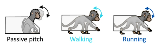 Vestibular afferents unambiguously convey information about passive and active self-motion in a context-independent manner

nature.com/articles/s4146…

<a href="/TheCullenLab/">TheCullenLab</a> <a href="/jcarriot/">jcarriot</a>