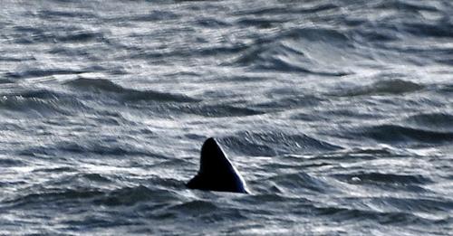 ladbible's tweet image. 🚨 A fin believed to belong to a Great White shark has been spotted at Goring-by-Sea near Worthing, West Sussex, having been photographed by a local.