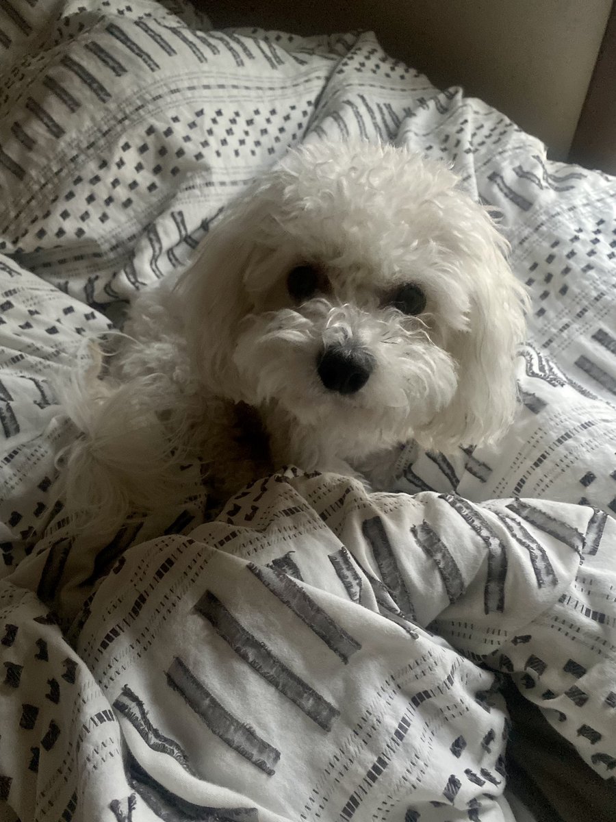 BeccaKillips's tweet photo. @jimtews My dog is named Blanche Devereaux, after Rue’s character 🥲❤️ https://t.co/lxZ4gCaJs1