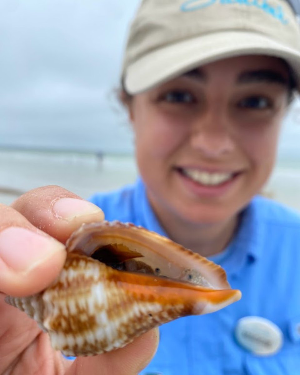 InnsOfSanibel's tweet photo. This Florida Fighting Conch gets its name because these conchs are territorial and will fight and slap each other with their muscular feet over territory.
#innsofsanibel #sanibelisland #wildlife #conch https://t.co/VTiAkJDlbZ