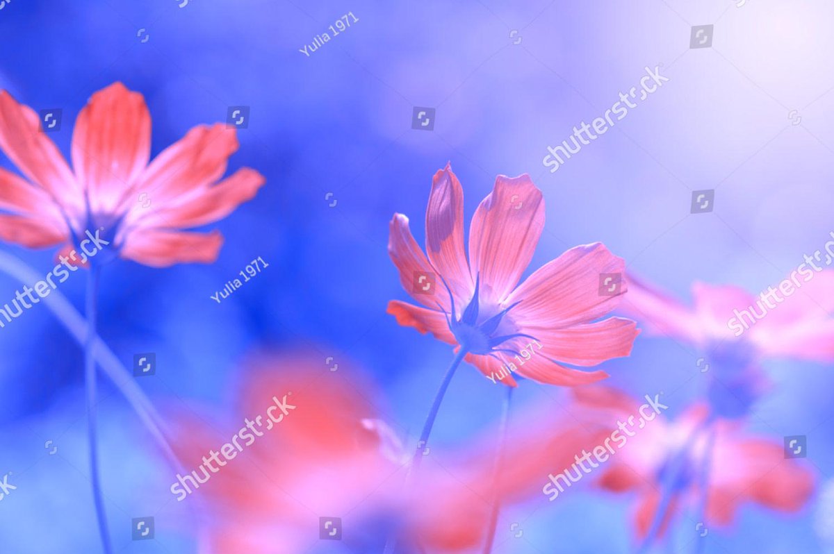 walldecorgalore's tweet photo. Selective Soft Focus Floral Image
#soulevé #soulevéart #soulevéfineart #walldecor #wallart #soulevéprint https://t.co/kYHKRiGXfb