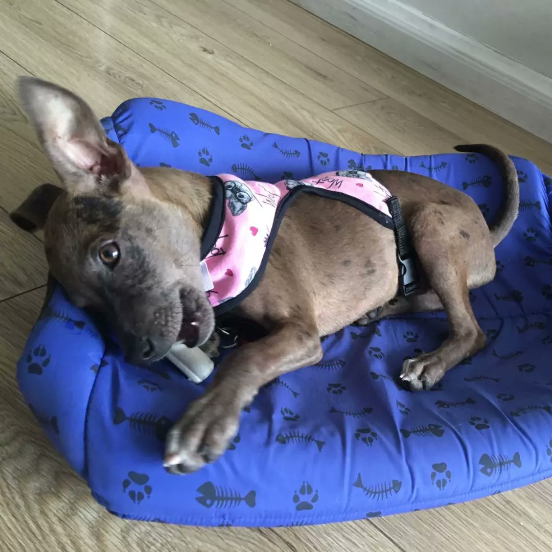 Nadie era capaz de dejarla de nuevo solita en las calles de Cartagena 💚. Después de recibir su tratamiento contra hemoparásitos en la veterinaria, la pequeña PIRAGUA voló directo a Bogotá 🛫, donde actualmente se encuentra en su hogar de paso 🏡