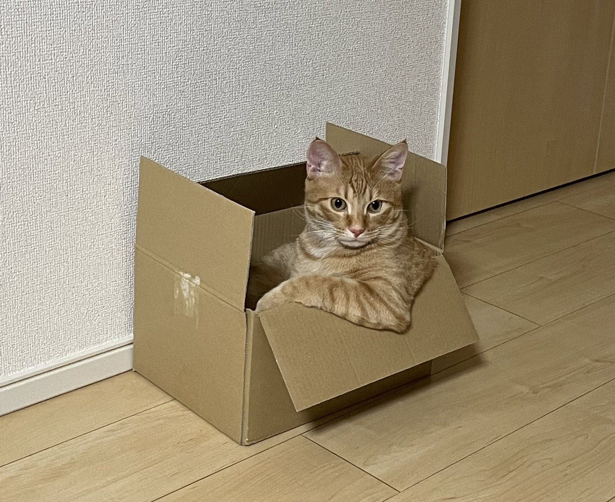 kijitora_mugiwo's tweet photo. 🐯「乗ってく🥴？」 https://t.co/3MVZkuxvAj