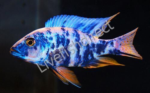 LiveFishDirect's tweet photo. When it comes to unique #AfricanCichlids, our OB Peacock fits the bill. It’s red, blue, orange, and yellow spotting can’t be matched! Visit #LiveFishDirect to check out our current stock of this stunning #MalawiPeacockCichlid: https://t.co/82zQoHfnHu https://t.co/HXKxqaURuk
