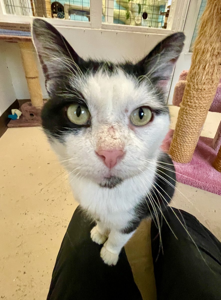 RappCatsAdopt's tweet photo. George : in our faces in the most endearing way!😹💖
Wouldn't you #love a #cat who is this friendly?? #Virginia #NoVA #WashingtonDC #cats #wednesdaythought #CatsOfTwitter #PositiveVibesOnly #Maryland #luv #cute #catlovers #PositiveVibes #PositiveEnergy #pets https://t.co/2A7eeISYNf