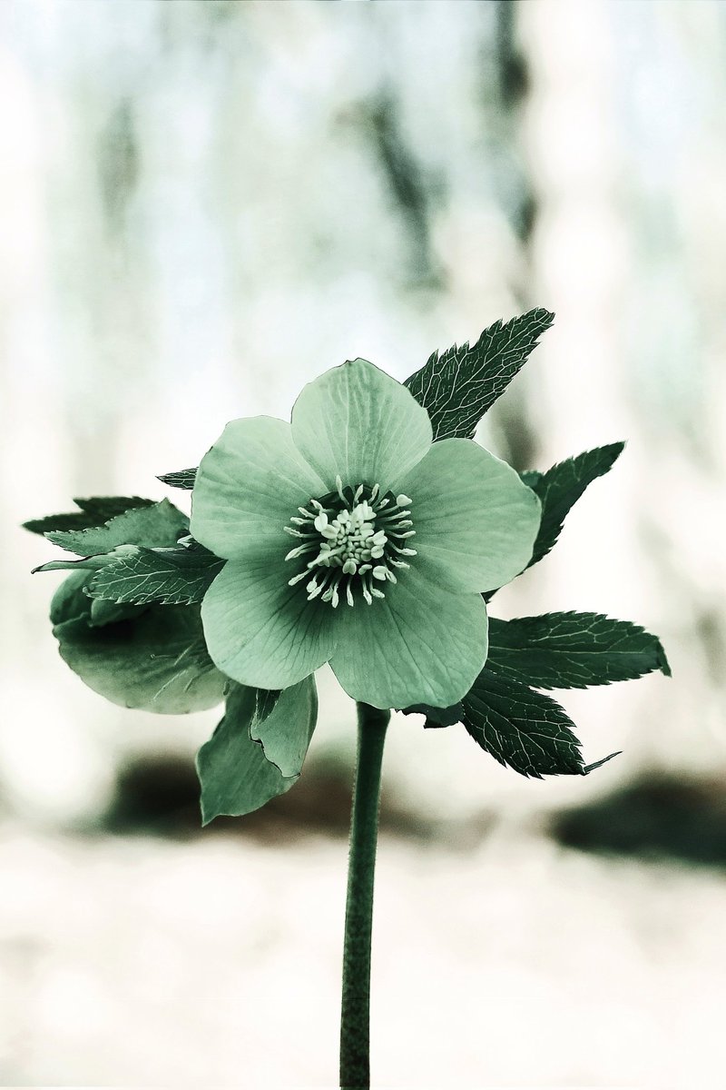 micca_art's tweet image. New drop ✨
Hellebore - the herald of spring 

1.5 tez
10 ed

#NFT #photography #photez 

teia.art/objkt/666062
objkt.com/asset/hicetnun…