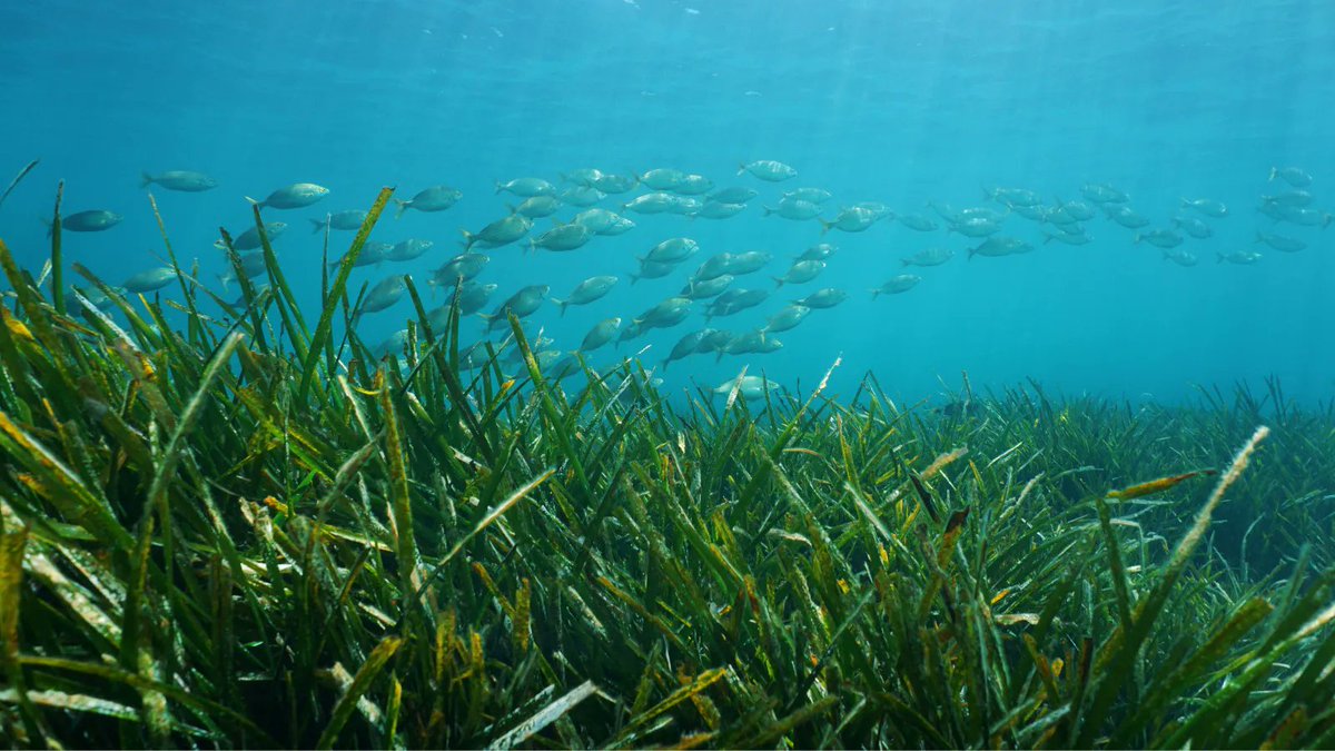 SMMR_UK's tweet photo. .@Euromarine_tw have announced that their “Pathways for Connecting People & #Seagrasses” workshop will take place in Oct 2022, in Almeria, Spain 🇪🇸. The #interdisciplinary workshop seeks to examine seagrasses from a #SocioEconomicSystems perspective.
👉https://t.co/4V9lv0aVSv https://t.co/YeCta7dhpq