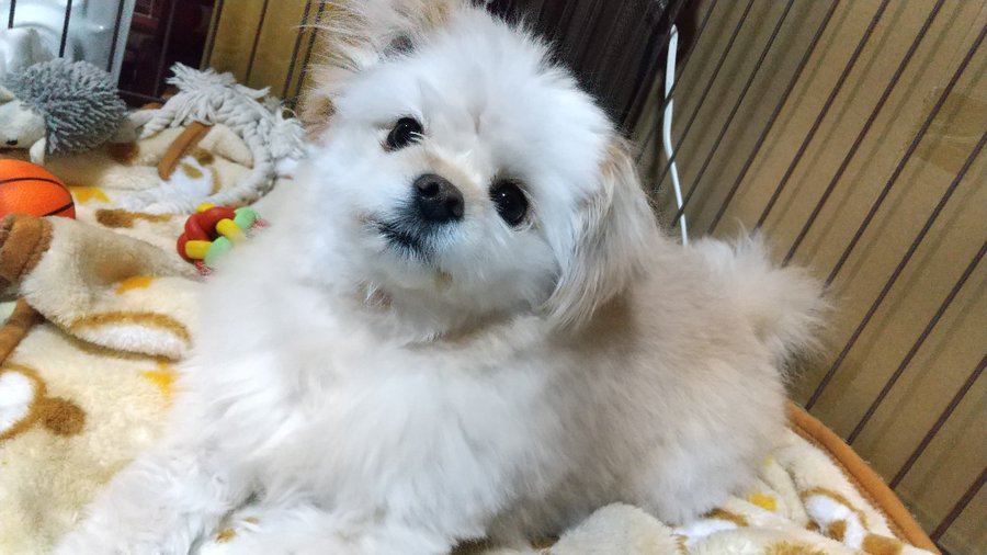 犬の食事のしつけ 困った行動への対処法と飼い主の心得 おすすめドッグフードのabc