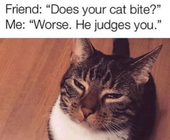WholesomeMeme's tweet photo. https://t.co/rZKj1c1IBc