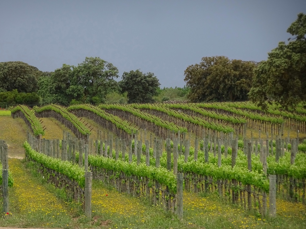 agrnegocios's tweet photo. LEGISLACIÓN 📄 El Gobierno aprueba normas para flexibilizar las autorizaciones de plantación #vitícola y las medidas del #PASVE. 🍇

Más información ⬇️
https://t.co/nXseGhD1XE

#Agricultura

@mapagob @LuisPlanas @f_miranda_s @InterVinoEs https://t.co/uT1UMtrTs5