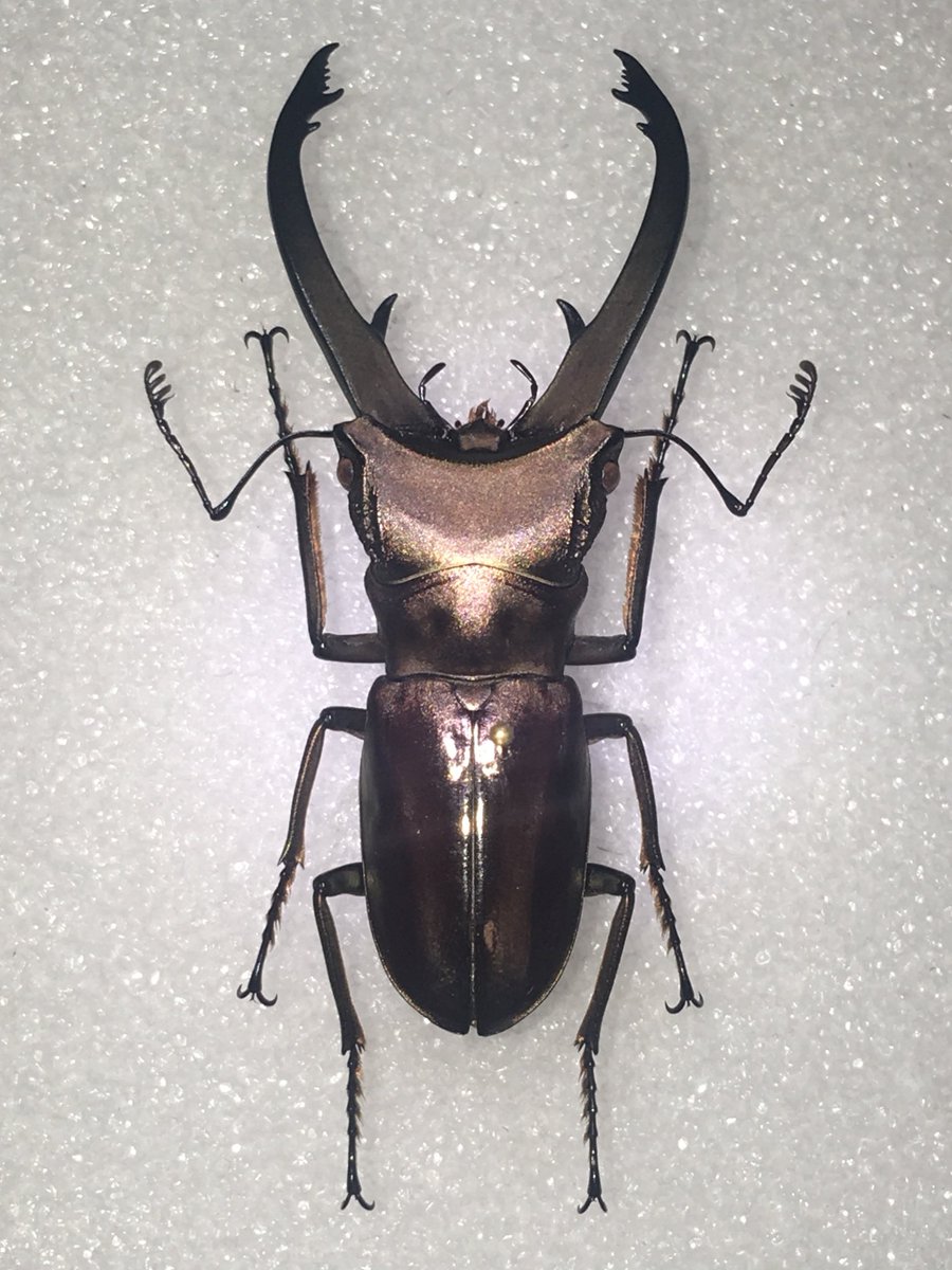 Cyclommatus laetificus Seki,2021 ラエティフィクスホソアカクワガタ