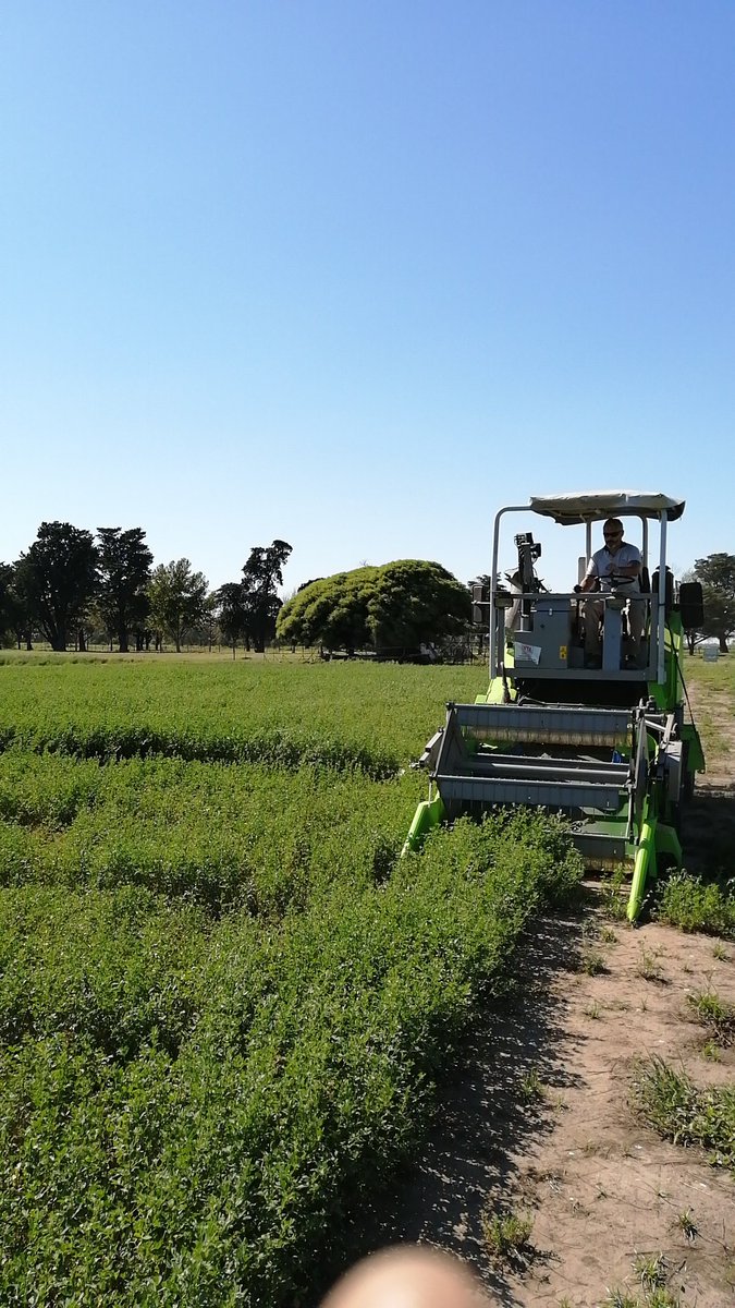 Ariel Odorizzi (@odorizziariel) on Twitter photo Día de corte. Red alfalfa mejoramiento genético de alfalfa. <a href="/IntaManfredi/">INTA Manfredi</a> <a href="/intaargentina/">INTA</a> <a href="/IntaCordoba/">INTA Córdoba </a> <a href="/valearolfo1/">Valeria Arolfo</a> <a href="/Sil_Olivo84/">Silvia Olivo</a> <a href="/OdorizziAriel/">Ariel Odorizzi</a> Día de corte. Red alfalfa mejoramiento genético de alfalfa. <a href="/IntaManfredi/">INTA Manfredi</a> <a href="/intaargentina/">INTA</a> <a href="/IntaCordoba/">INTA Córdoba </a> <a href="/valearolfo1/">Valeria Arolfo</a> <a href="/Sil_Olivo84/">Silvia Olivo</a> <a href="/OdorizziAriel/">Ariel Odorizzi</a>