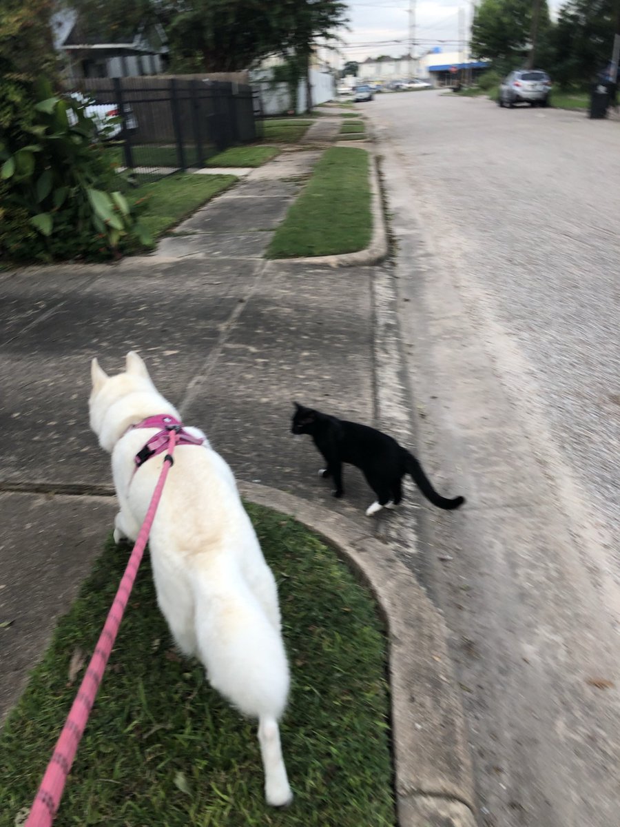 Busterheelermix's tweet photo. @passthegravypod @AlexJMiddleton @notpatdionne #PTGnotcool Neighbor knocked on my door to tell my Socks got hit by car and died. Ada will miss her walking buddy and friend. He was a great cat. Very friendly and sweet. #RIPsocks https://t.co/j06nTX0MKm