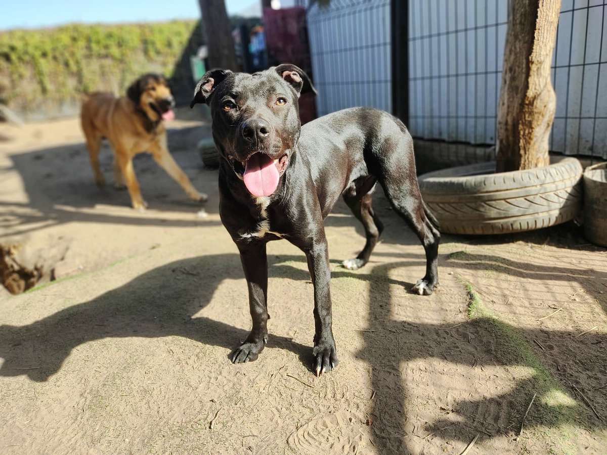 ✨BYRON, EN ADOPCIÓN ✨

Este precioso tiene 8 meses. Es muy sociable y cariñoso con perros y personas. Está vacunado y chipado.
Está en Sevilla pero puede viajar para conocer su familia ideal...😍

¿Lo adoptas?
+34 657 14 68 67