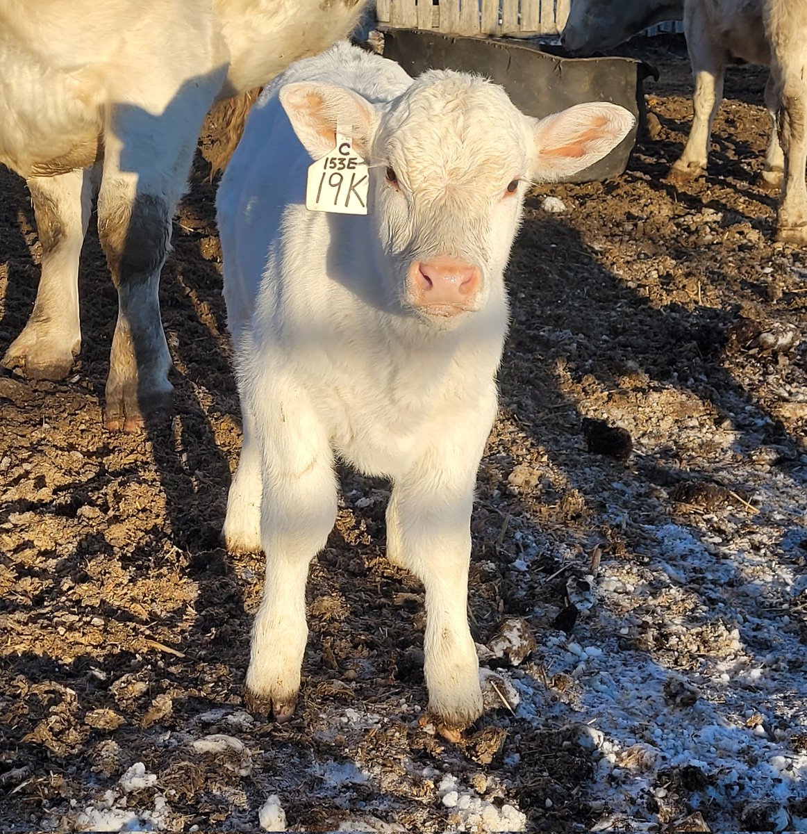 Just a sweet Pleasant Dawn Connection 195G heifer calf out of our Gold Star Patsy family interrupt your doomscrolling.

#charolais