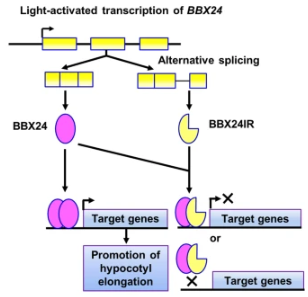 GenomeBiology's tweet photo. Long-read transcriptomic sequencing of Arabidopsis seedlings undergoing photomorphogenesis, from  @CKhuang_IPMB, Lin &amp; @Shu_IPMB. It reveals new splice variants, including intron retention variants of two BBX transcription factors with functional effect  https://t.co/zS1Cazquie https://t.co/9N83MQLzbs