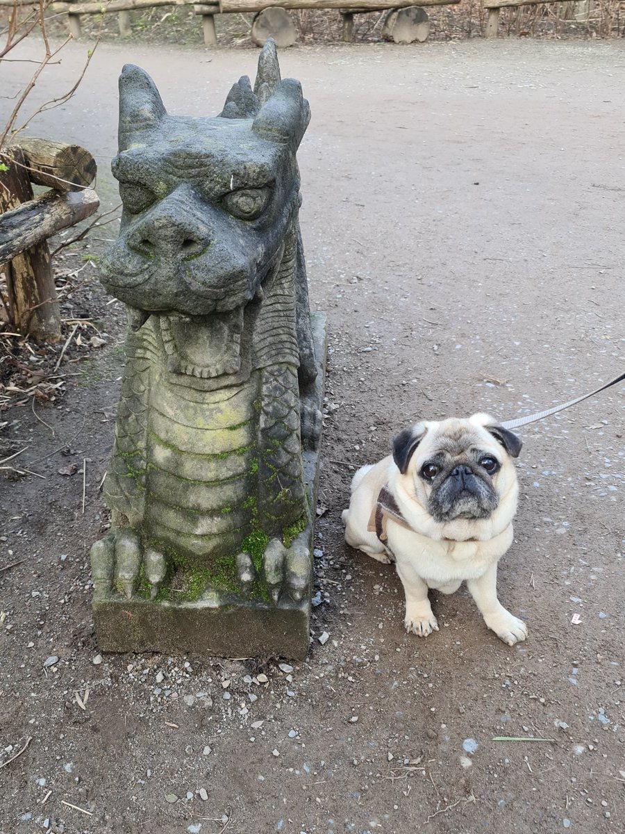 Is the dragon dangerous ? #pugs #dogs #dogsoftwitter #pugsoftwitter #dogphotograpy