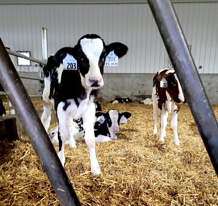 coopagro_crs's tweet photo. Are your calves meeting their full potential? Give your #FeedTeam a call to discuss which Co-op Dairy Calf Starter is right for your herd.
Plus, for a limited time you can save up to 5% on select starters. #CDNDairy #Dairying #CoopAg #AgTwitter https://t.co/mVSKKh3qXN