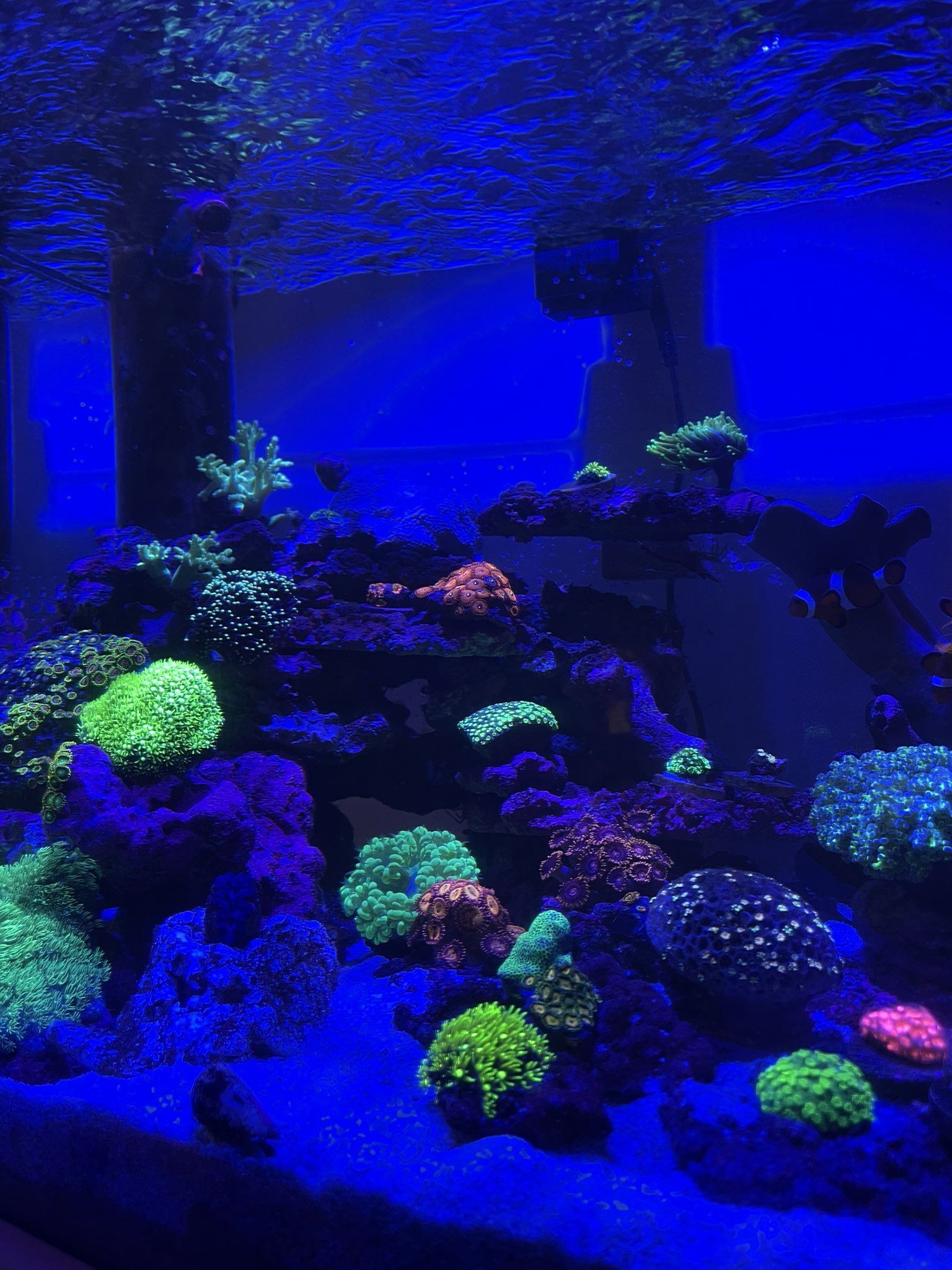 Shnji Noirfavori Twitter