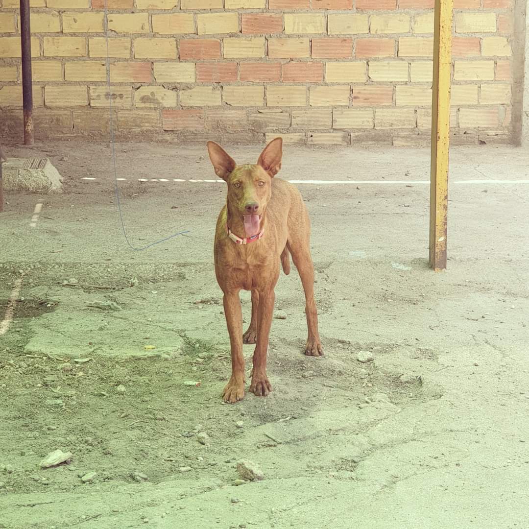 AMPAROSUR's tweet photo. Sin saber el cómo ni el por qué, #Jeiko se ha convertido en uno de los miembros veteranos de la manada del Amparo.

Nuestro rubio de ojos verdes se ha quedado atrás, siendo un perro ESPECTACULAR con todas sus letras y así, en mayúsculas. https://t.co/KYuTGuHqyt