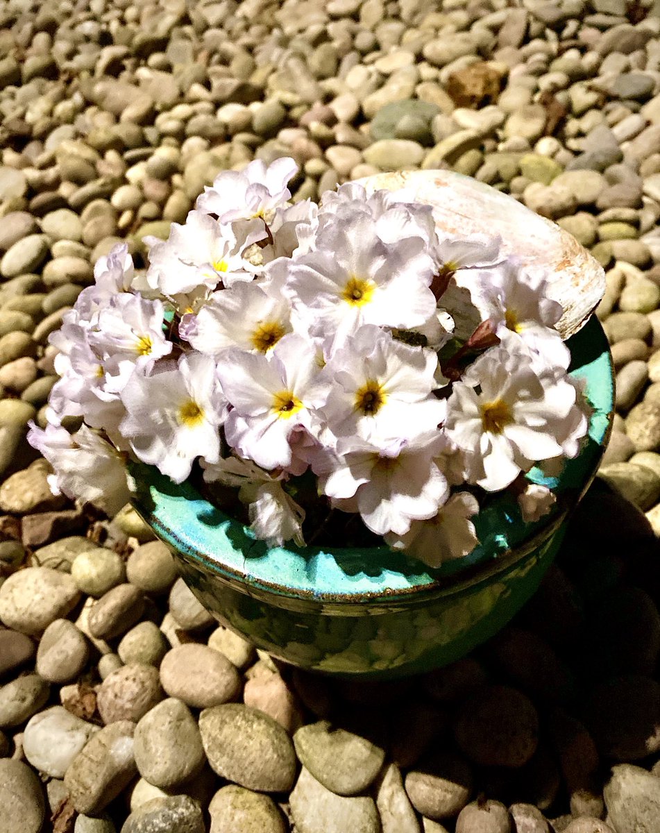 CharliPrime's tweet photo. What could be more perfect than pebbles and petals? Step outside and feel recharged 💓 @WomenEdScotland #WomenEdWednesday #wellbeing #wellness #wellbeingcoach #edutwitter #catchinglight https://t.co/iNa7U5VuYU